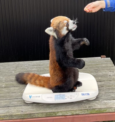 タニタのベビースケールに乗るレッサーパンダ