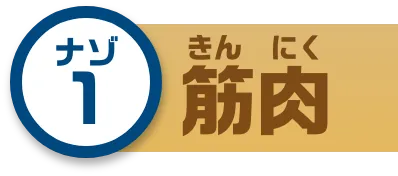 ナゾ1 筋肉