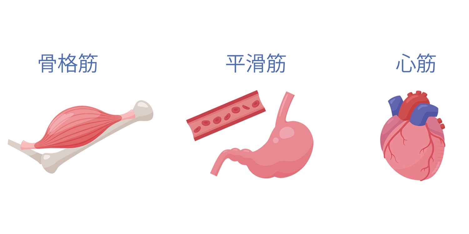筋肉のイメージイラスト